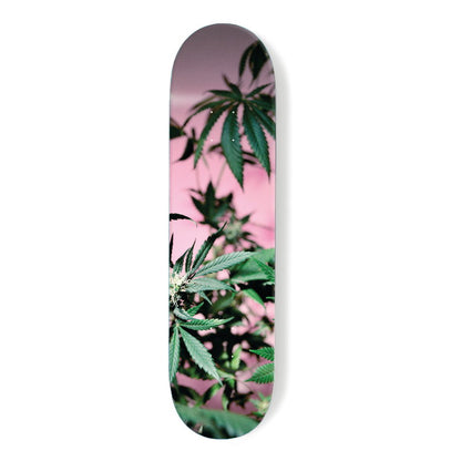 Coloured Cannabis Series 2