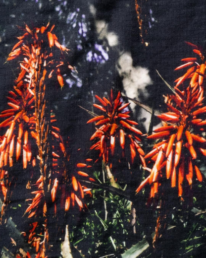 ALOE TENUGUI